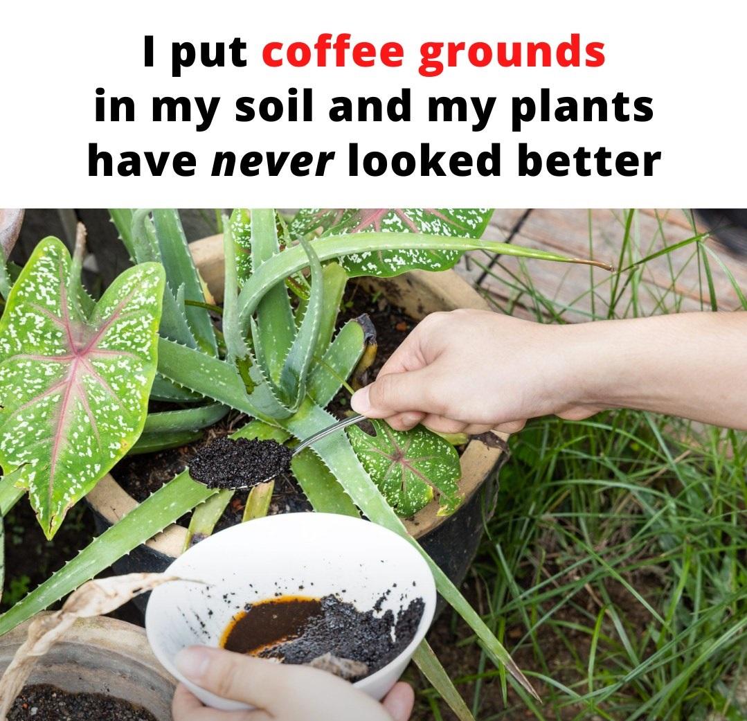 I Put Coffee Grounds in My soil and My Plants Have Never Looked Better